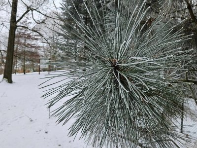 Pinus coulteri borovice Coulterova